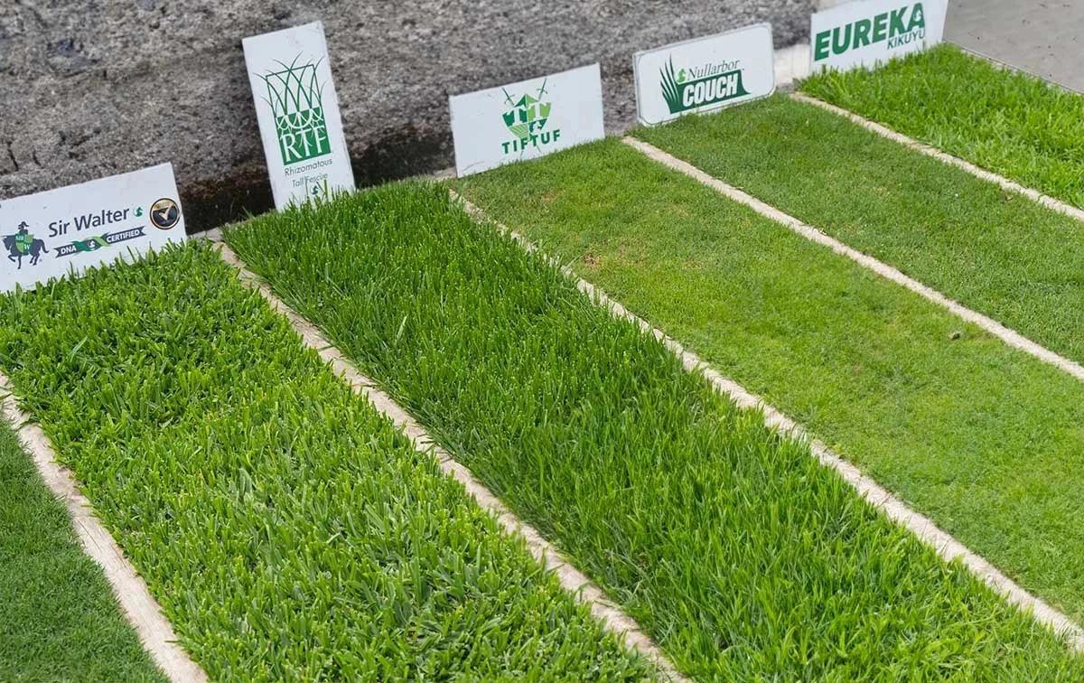 High-Quality Natural Turf for Gardens-Buffalo Turf,Couch Turf,and More ...