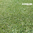 Premium Eureka Kikuyu VG - Drought-Tolerant, Low-Maintenance Turf for Year-Round Greenery