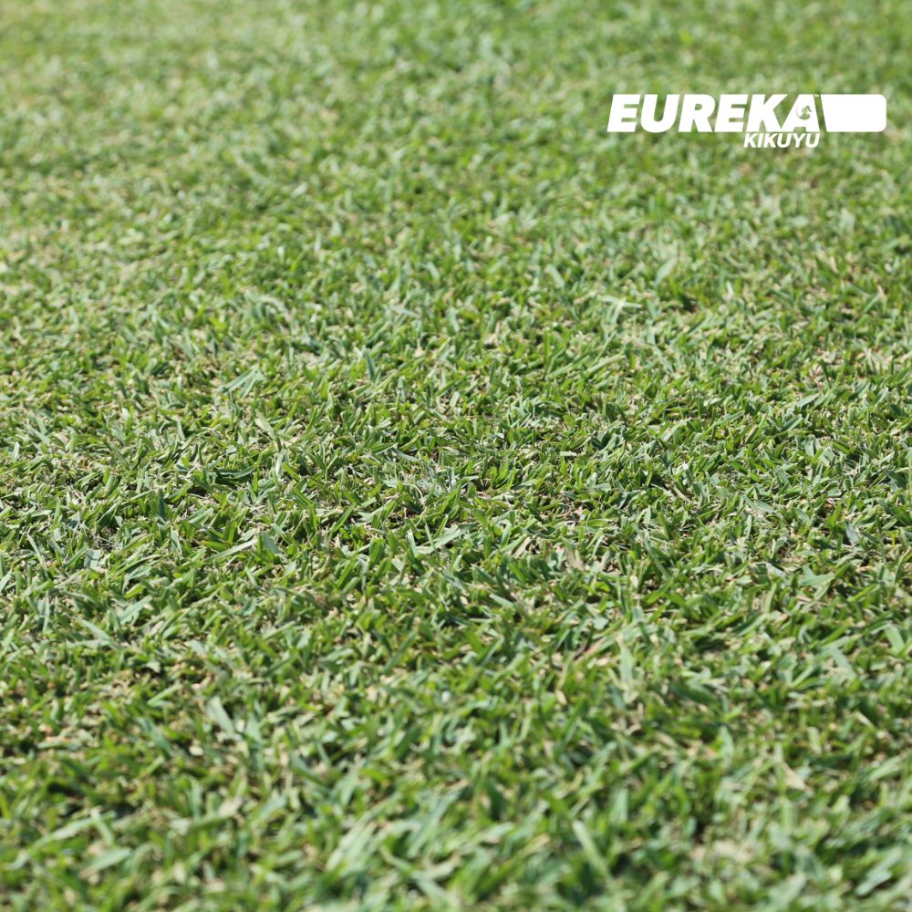 Premium Eureka Kikuyu VG - Drought-Tolerant, Low-Maintenance Turf for Year-Round Greenery