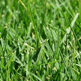 Nullarbor Santa Ana Couch Turf - Resilient, Sun-Loving Turf for High-Traffic Areas