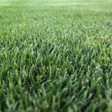 RTF Tall Fescue - Lush, Resilient Cool-Season Turf for Irrigated Lawns