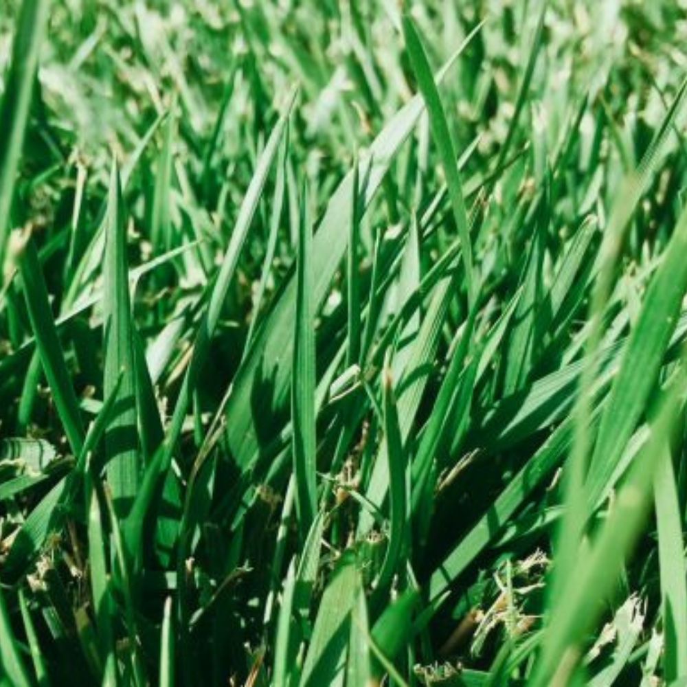 RTF Tall Fescue - Lush, Resilient Cool-Season Turf for Irrigated Lawns