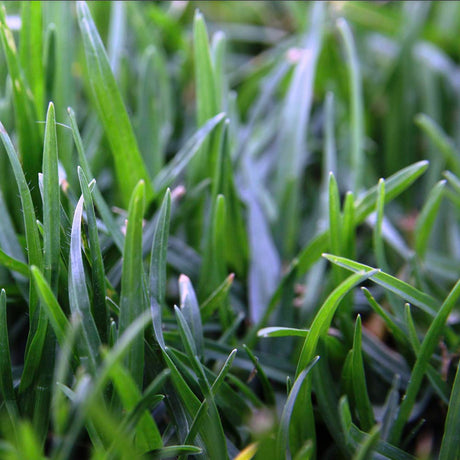 Premium Eureka Kikuyu VG - Drought-Tolerant, Low-Maintenance Turf for Year-Round Greenery