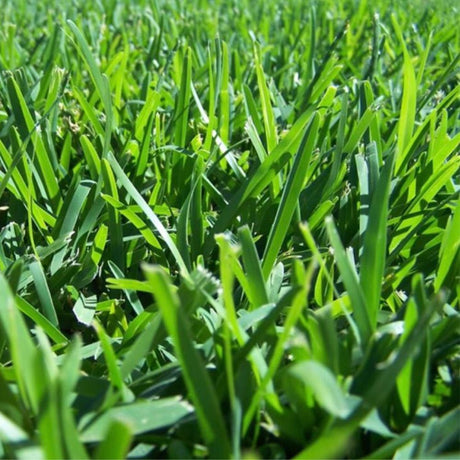 Sir Walter DNA Certified Buffalo Grass - Resilient Turf for Australian Lawns