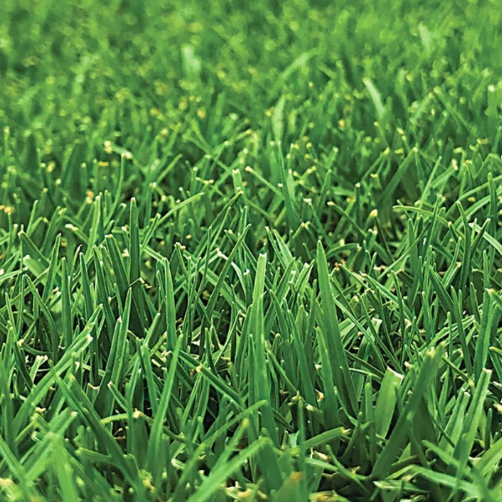 TIFTUF Bermuda Turf - Drought-Tolerant, Low-Maintenance Grass for Lawns & Sports Fields