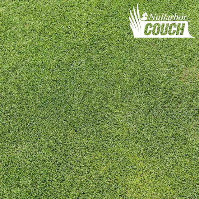 Nullarbor Santa Ana Couch Turf - Resilient, Sun-Loving Turf for High-Traffic Areas