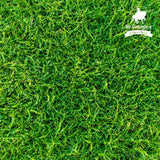 Sir Grange Zoysia - Low-Maintenance, Drought-Tolerant Luxury Turf