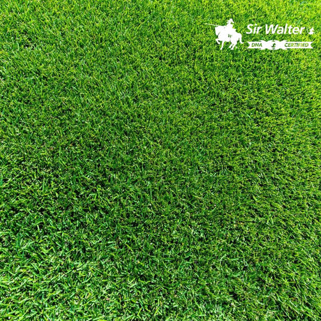 Sir Walter DNA Certified Buffalo Grass - Resilient Turf for Australian Lawns