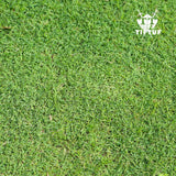 TIFTUF Bermuda Turf - Drought-Tolerant, Low-Maintenance Grass for Lawns & Sports Fields