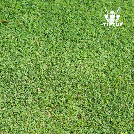 TIFTUF Bermuda Turf - Drought-Tolerant, Low-Maintenance Grass for Lawns & Sports Fields