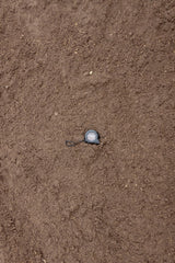 Garden Soil