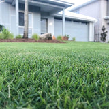 Sir Grange Zoysia - Low-Maintenance, Drought-Tolerant Luxury Turf